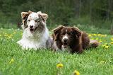 BORDER COLLIE 1017